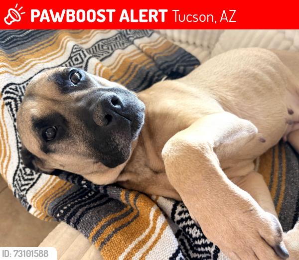 Lost Female Dog last seen Speedway and Rosemont, Tucson, AZ 85712