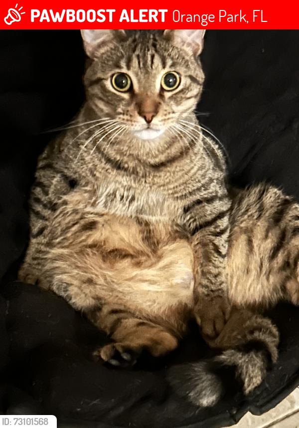 Lost Male Cat last seen oakleaf plantation parkway, Orange Park, FL 32065