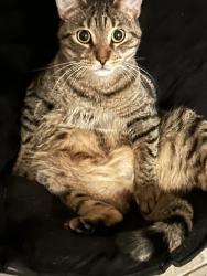 Lost Male Cat last seen oakleaf plantation parkway, Orange Park, FL 32065
