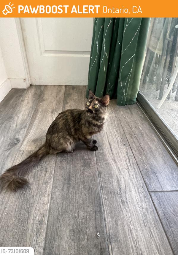 Found/Stray Female Cat last seen Near freeway, Ontario, CA 91764