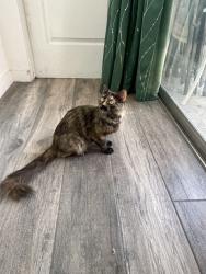 Found/Stray Female Cat last seen Near freeway, Ontario, CA 91764