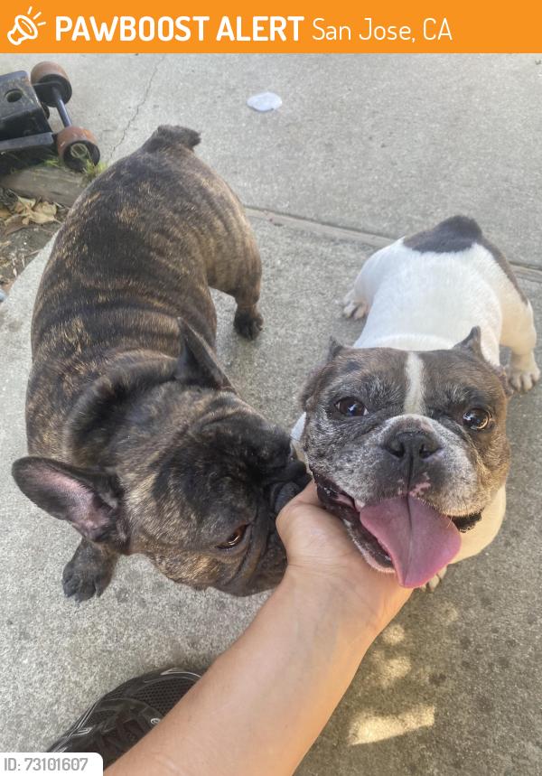 Found/Stray Female Dog last seen Cramer cir, San Jose, CA 95111