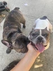 Found/Stray Female Dog last seen Cramer cir, San Jose, CA 95111