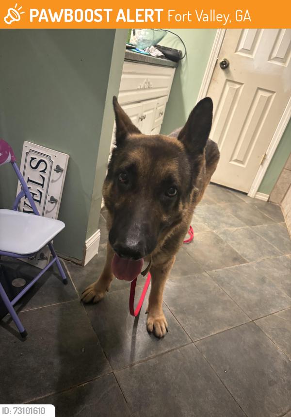 Found/Stray Male Dog last seen Walton Rd, Fort Valley, GA 31030