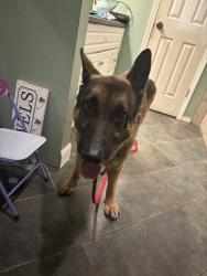 Found/Stray Male Dog last seen Walton Rd, Fort Valley, GA 31030