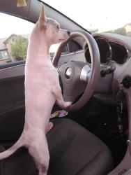 Lost Male Dog last seen Morton Ave, Porterville, CA 93257