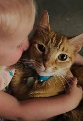 Reunited Male Cat last seen Pinehurst and Kings River Village in Humble/Atascocita Area, Humble, TX 77346