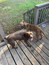 Found/Stray Female Dog last seen North of Talbotton headed towards Woodland on HWY, Talbotton, GA 31827