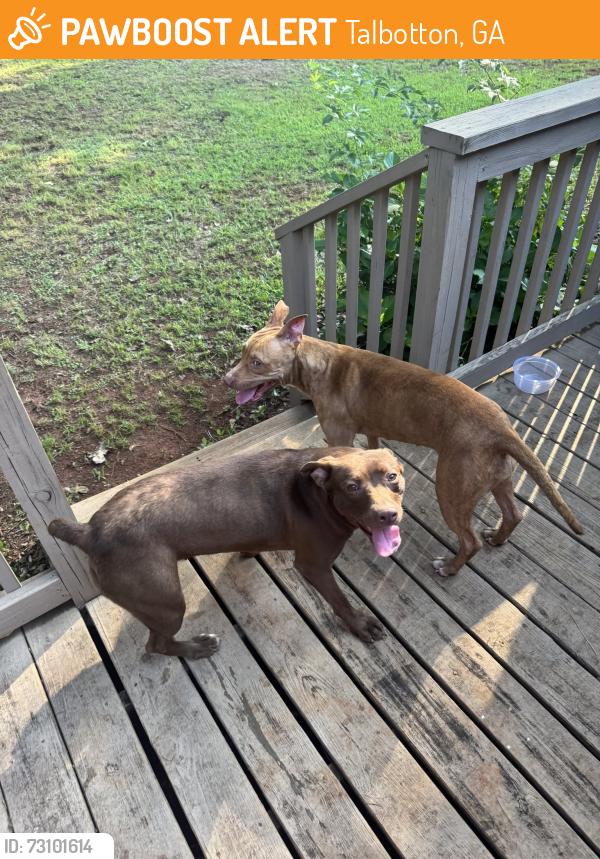 Found/Stray Female Dog last seen North of Talbotton headed towards Woodland on HWY, Talbotton, GA 31827