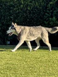 Found/Stray Unknown Dog last seen Emery and Elrovia. Lambert park on the back side street, El Monte, CA 91732