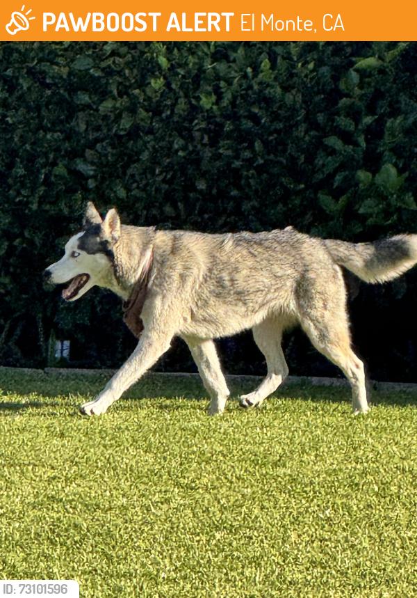 Found/Stray Unknown Dog last seen Emery and Elrovia. Lambert park on the back side street, El Monte, CA 91732