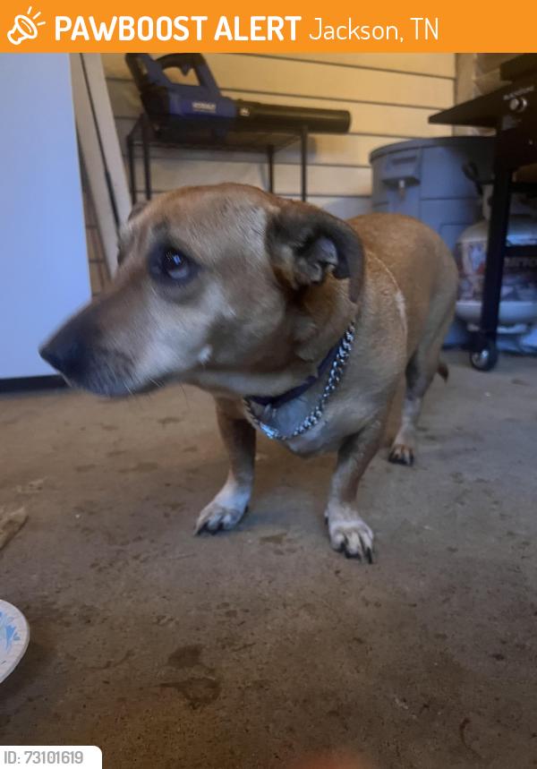 Found/Stray Female Dog last seen Montclair Dr, Jackson Tn 38301, Jackson, TN 38301
