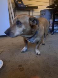 Found/Stray Female Dog last seen Montclair Dr, Jackson Tn 38301, Jackson, TN 38301