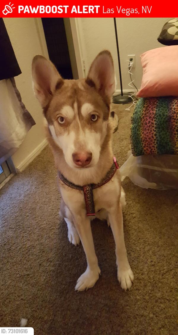 Lost Female Dog last seen Fort apache and strawberry spring, Las Vegas, NV 89143