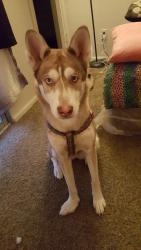 Lost Female Dog last seen Fort apache and strawberry spring, Las Vegas, NV 89143