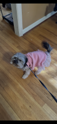 Lost Female Dog last seen Russell parkway, Warner Robins, GA 31095