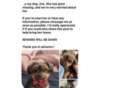 Reunited Female Dog last seen Titan Park, Converse, TX 78109