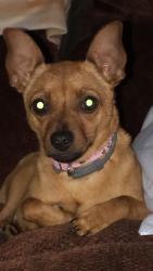 Reunited Female Dog last seen Gilliam Church Rd, Elon, NC 27244