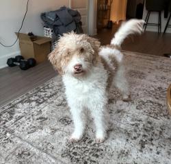 Reunited Female Dog last seen Near Palmetto Ave, Athens, TX 75751, USA, Athens, TX 75751