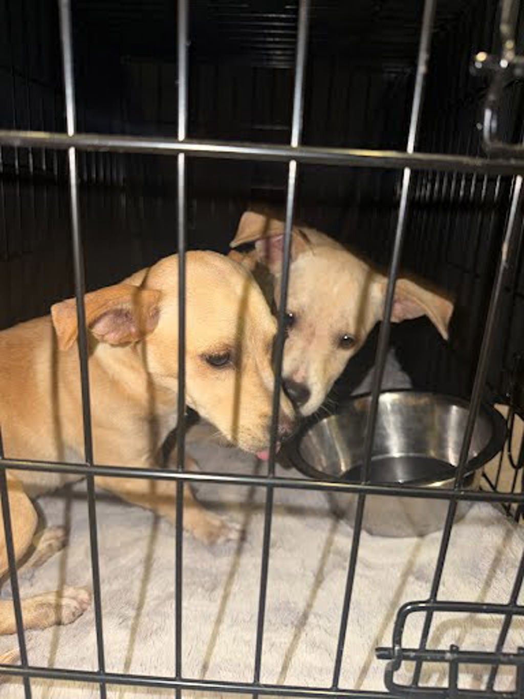 Shelter Stray Female Dog last seen Near Gaston Avenue, AUSTIN, TX, 78703, 7201 Levander Loop bldg a, Austin, TX 78702, USA