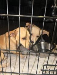 Shelter Stray Female Dog last seen Near Gaston Avenue, AUSTIN, TX, 78703, 7201 Levander Loop bldg a, Austin, TX 78702, USA