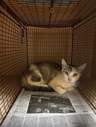 Shelter Stray Unknown Cat last seen Near Webberwood Ridge Drive, ELGIN, TX, 78621, 7201 Levander Loop bldg a, Austin, TX 78702, USA