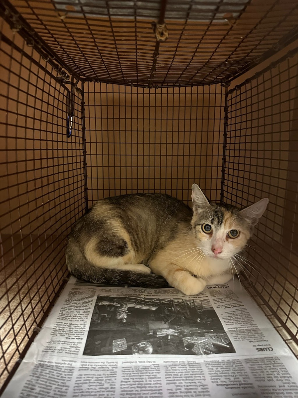 Shelter Stray Unknown Cat last seen Near Webberwood Ridge Drive, ELGIN, TX, 78621, 7201 Levander Loop bldg a, Austin, TX 78702, USA