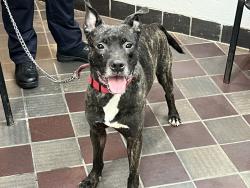 Shelter Stray Male Dog last seen dropped at 44th precinct: 2 E 169th St, Bronx, NY 10452, BRONX, NY, 10452, 326 E 110th St, New York, NY 10029, USA
