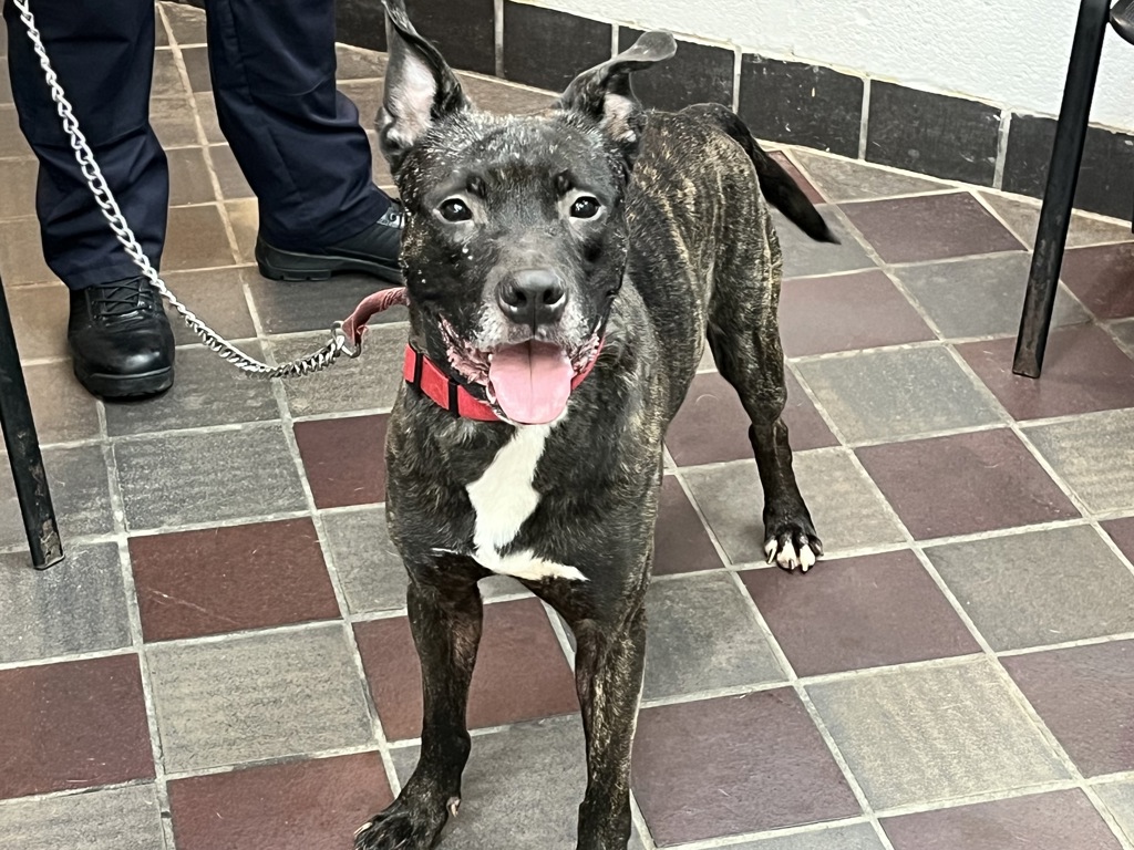 Shelter Stray Male Dog last seen dropped at 44th precinct: 2 E 169th St, Bronx, NY 10452, BRONX, NY, 10452, 326 E 110th St, New York, NY 10029, USA