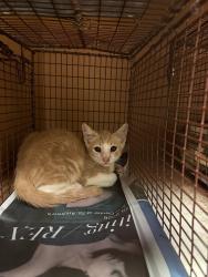 Shelter Stray Unknown Cat last seen Near Webberwood Ridge Drive, ELGIN, TX, 78621, 7201 Levander Loop bldg a, Austin, TX 78702, USA