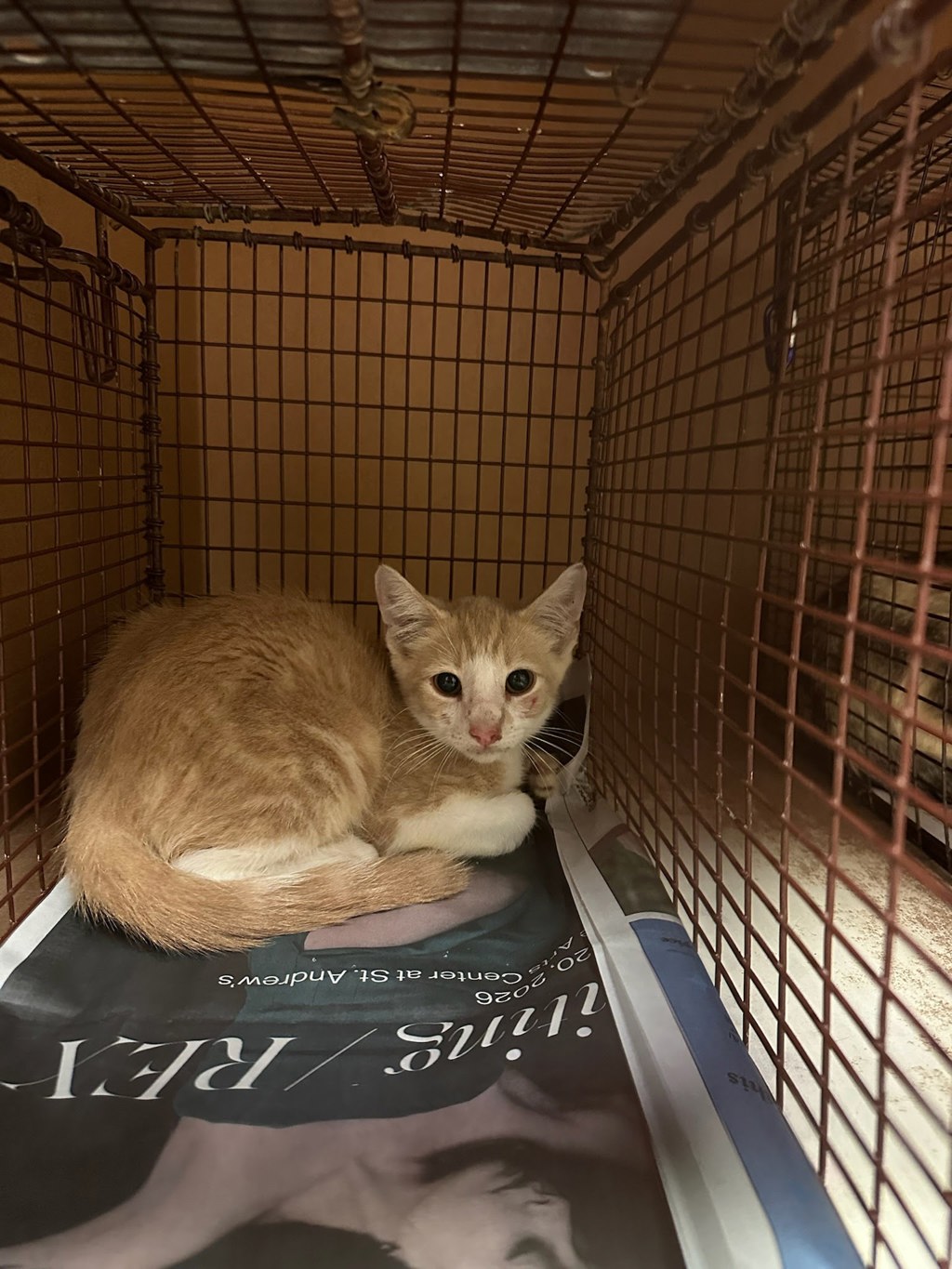 Shelter Stray Unknown Cat last seen Near Webberwood Ridge Drive, ELGIN, TX, 78621, 7201 Levander Loop bldg a, Austin, TX 78702, USA