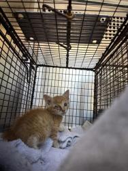 Shelter Stray Unknown Cat last seen Apt b,6910 Hyland Circle, AUSTIN, TX, 78744, 7201 Levander Loop bldg a, Austin, TX 78702, USA