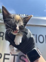 Shelter Stray Female Cat last seen Apt b,6910 Hyland Circle, AUSTIN, TX, 78744, 7201 Levander Loop bldg a, Austin, TX 78702, USA