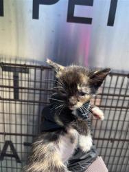 Shelter Stray Female Cat last seen Apt b,6910 Hyland Circle, AUSTIN, TX, 78744, 7201 Levander Loop bldg a, Austin, TX 78702, USA
