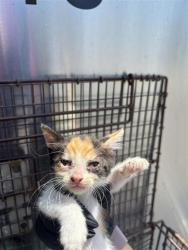 Shelter Stray Female Cat last seen Apt b,6910 Hyland Circle, AUSTIN, TX, 78744, 7201 Levander Loop bldg a, Austin, TX 78702, USA