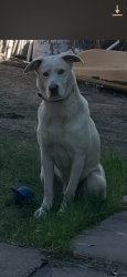 Reunited Male Dog last seen Near beta at, National City, CA 91950