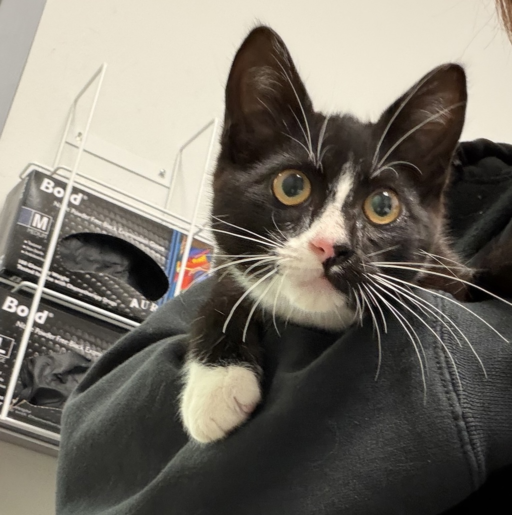 Shelter Stray Male Cat last seen el cajon, El Cajon, CA, 92019, 5500 Gaines St, San Diego, CA 92110, USA