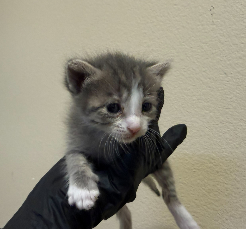 Shelter Stray Female Cat last seen Warner Street, Oceanside, CA, 92056, 5500 Gaines St, San Diego, CA 92110, USA