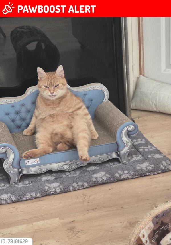 Lost Male Cat last seen Chepstow, Bristol City, England BS4 1SB