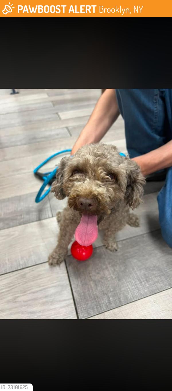 Found/Stray Female Dog last seen 63rd street, Brooklyn, NY 11228