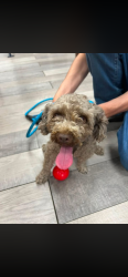 Found/Stray Female Dog last seen 63rd street, Brooklyn, NY 11228
