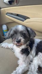 Reunited Male Dog last seen 66th st, St. Petersburg, FL 33709