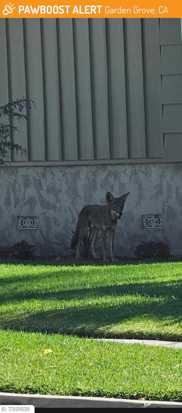 Found/Stray Unknown Other last seen Ardis Drive and Shelley, Garden Grove, CA 92841