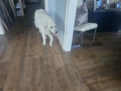 Found/Stray Unknown Dog last seen HAMPTON/GLENCOE, Winter Park, FL 32789