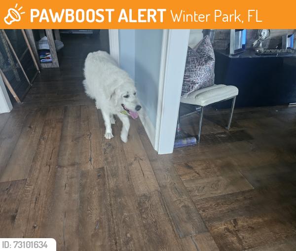 Found/Stray Unknown Dog last seen HAMPTON/GLENCOE, Winter Park, FL 32789