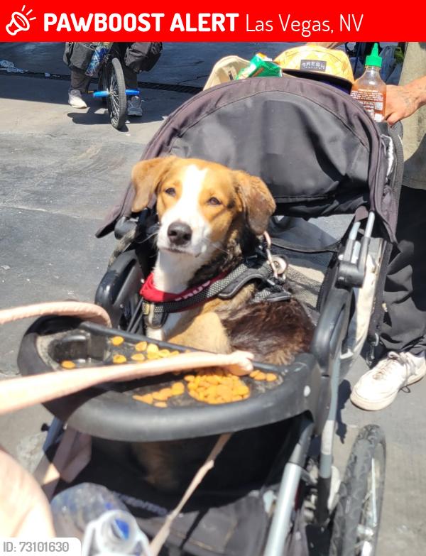 Lost Female Dog last seen Tropicana and Nellis, Las Vegas, NV 89122