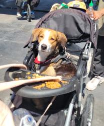 Lost Female Dog last seen Tropicana and Nellis, Las Vegas, NV 89122
