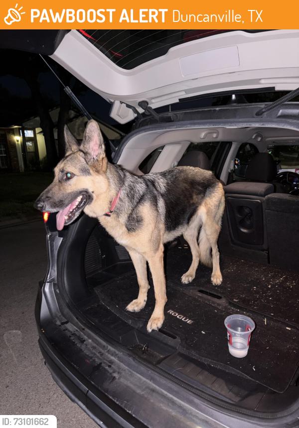 Found/Stray Female Dog last seen Near Big Stone Gap Rd., Duncanville, TX, Duncanville, TX 75137