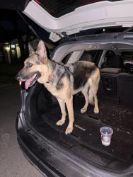 Found/Stray Female Dog last seen Near Big Stone Gap Rd., Duncanville, TX, Duncanville, TX 75137