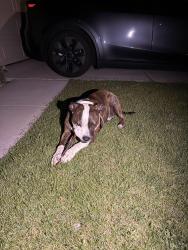 Reunited Unknown Dog last seen Gardenia st, Oceanside, CA 92057